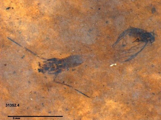 Aphididae
