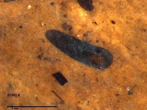 Tracheophyta