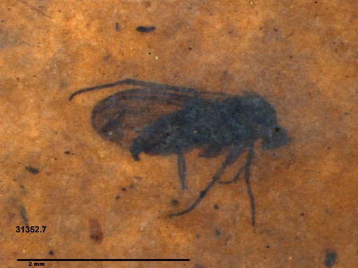 Diptera