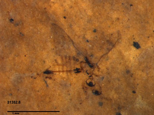Genus sp