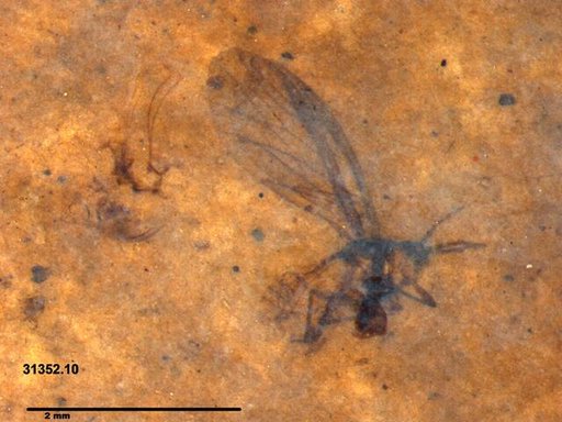 Aphididae