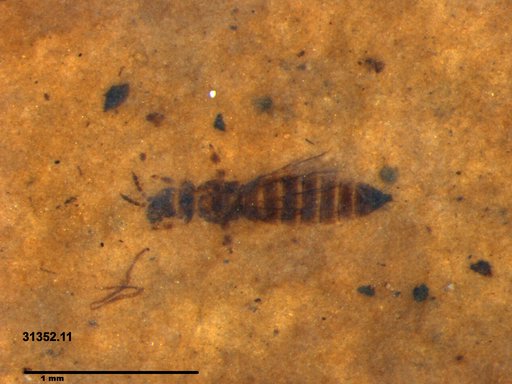 Genus sp