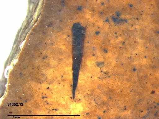 Tracheophyta