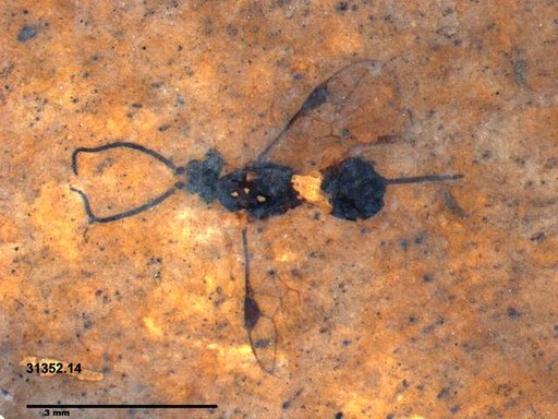 Braconidae