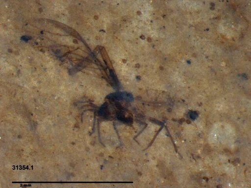 Aphididae