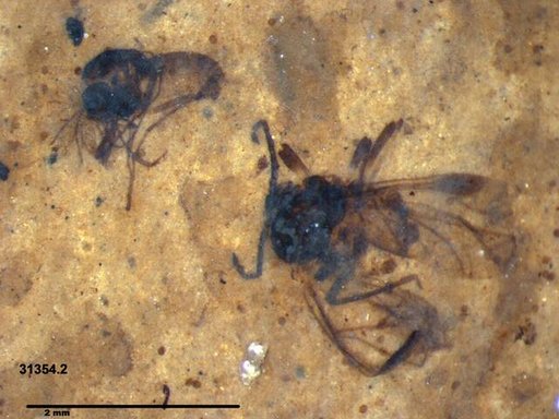 Aphididae