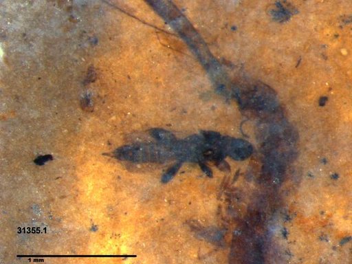 Genus sp