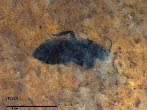 Genus sp