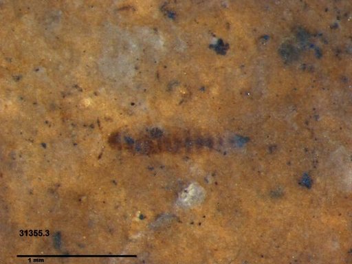 Genus sp