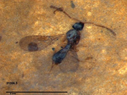 Diapriidae