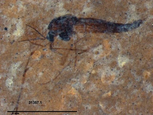 Genus sp