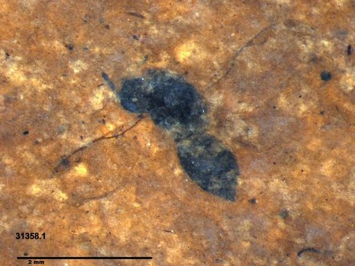 Genus sp
