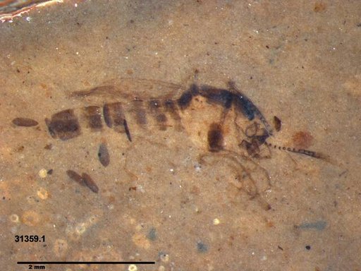 Chaoboridae