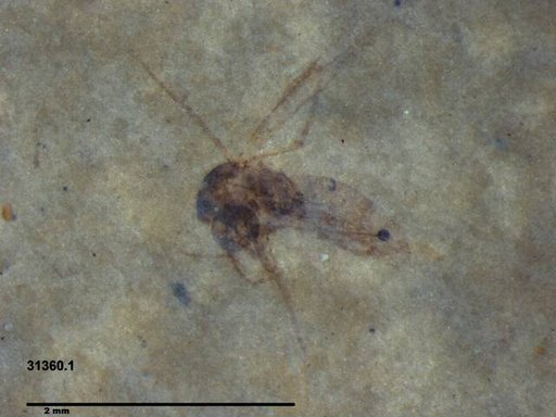 Diptera