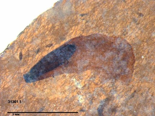 Tracheophyta