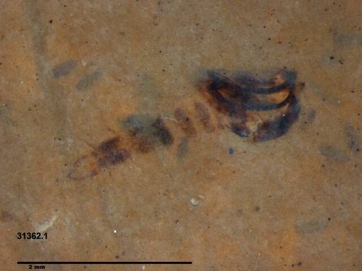 Chaoboridae