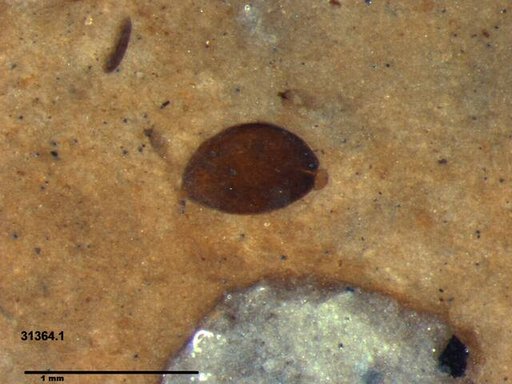 Tracheophyta