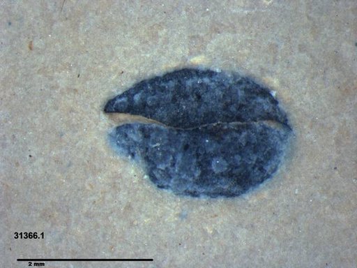 Tracheophyta