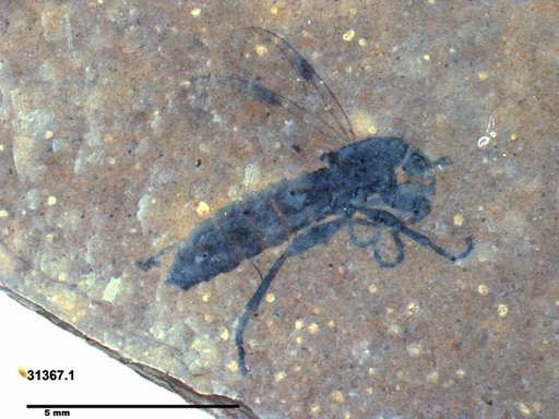 Genus sp