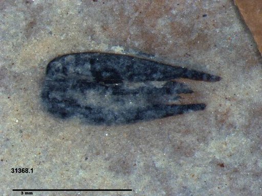 Tracheophyta