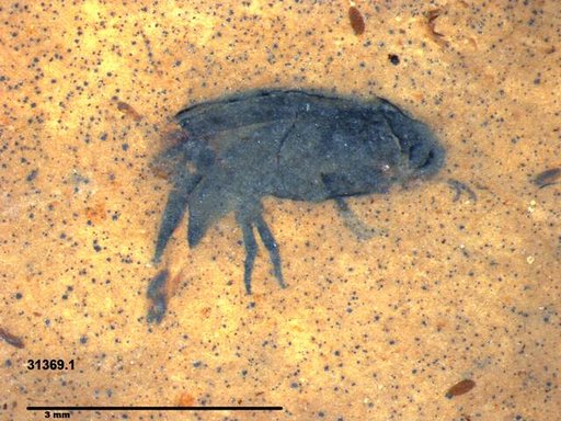 Mordellidae
