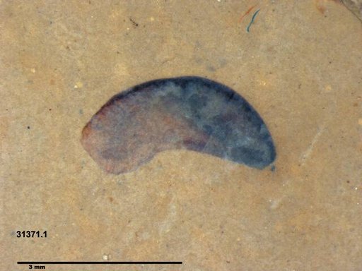 Tracheophyta