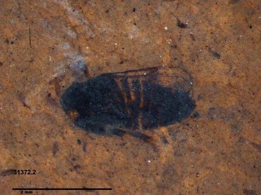 Genus sp