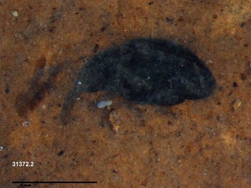 Genus sp