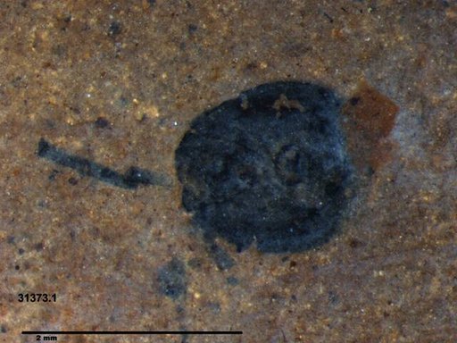 Tracheophyta