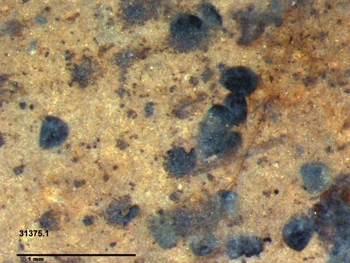 Tracheophyta
