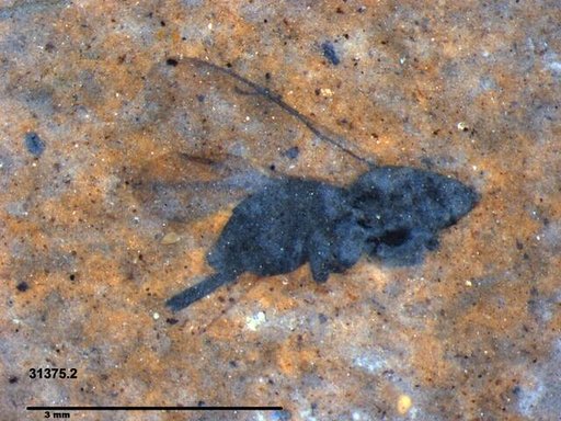 Genus sp