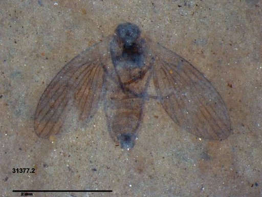 Psychodidae
