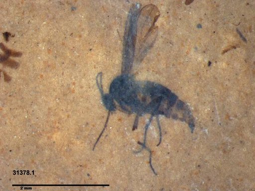 Sciaridae