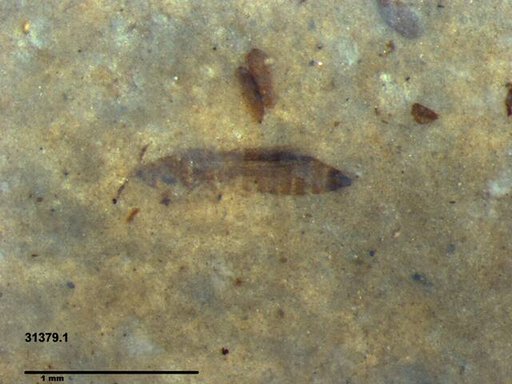 Genus sp