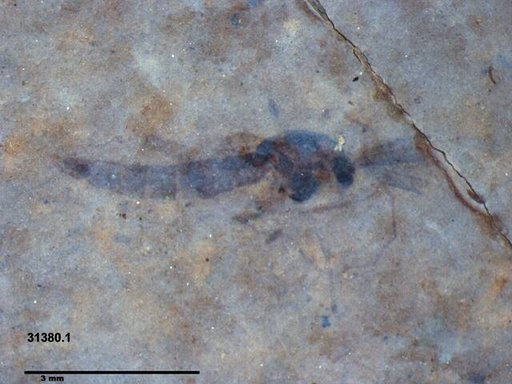 Genus sp