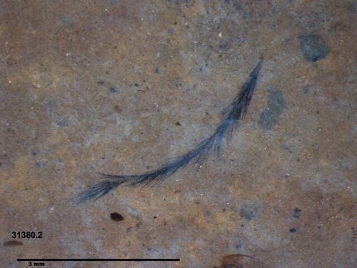 Genus sp