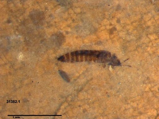 Genus sp