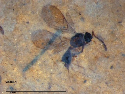 Diapriidae