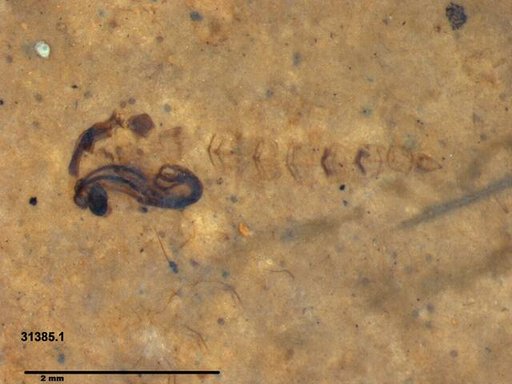 Chaoboridae