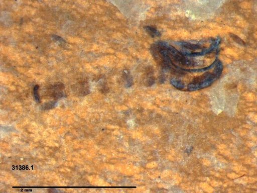Chaoboridae