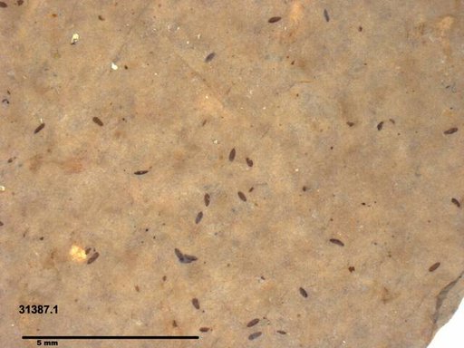 Diptera