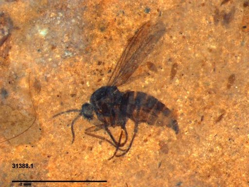 Sciaridae
