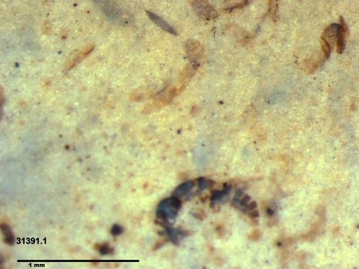 Tracheophyta