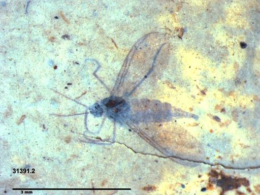 Sciaridae