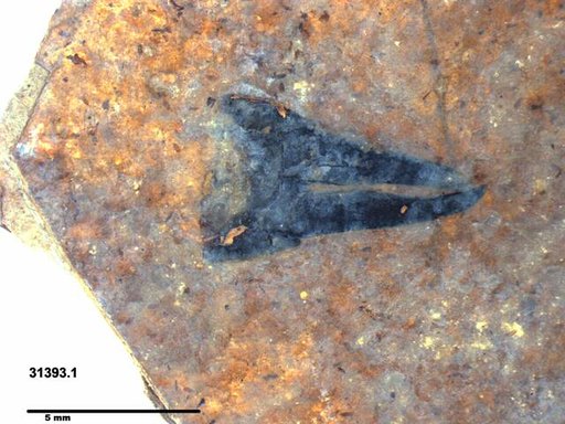 Genus sp