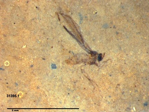 Diptera