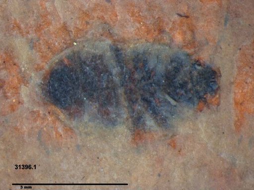 Insecta