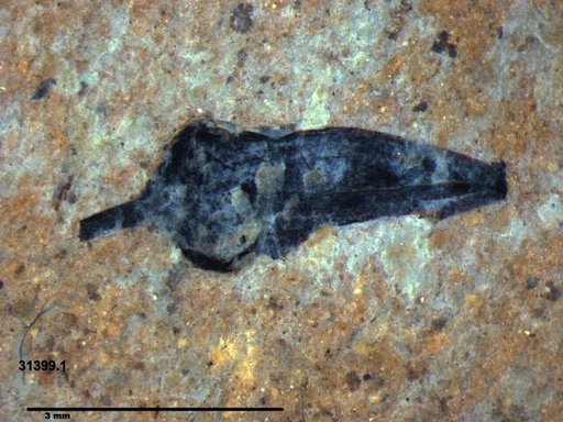 Tracheophyta
