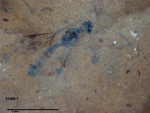 Ichneumonidae