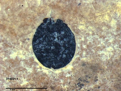 Tracheophyta